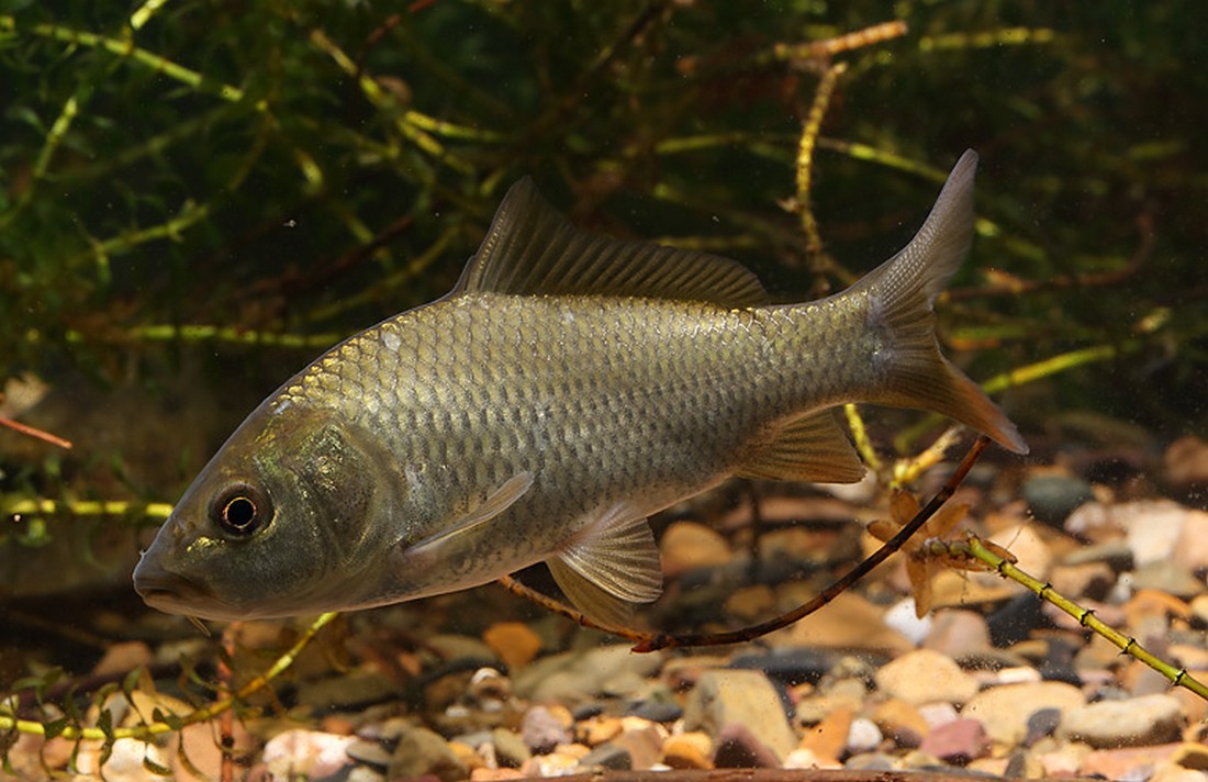 (Cyprinus Linnaeus, 1758) Род Ципринусы, Циприны, Карпы, Сазаны, Genus